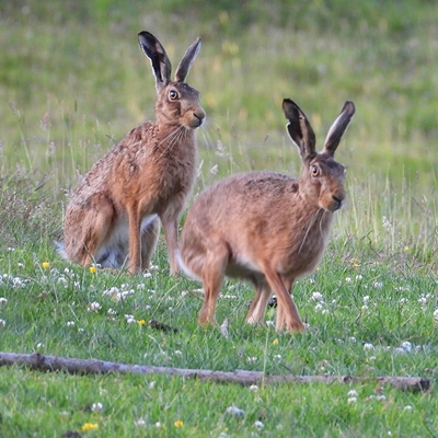 Local Wildlife in the Hay and Clyro Area