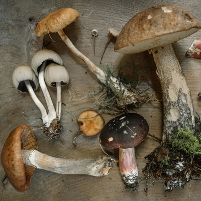 FUNGI TOWN: Saturday Foray FUNGI TOWN: Saturday Foray